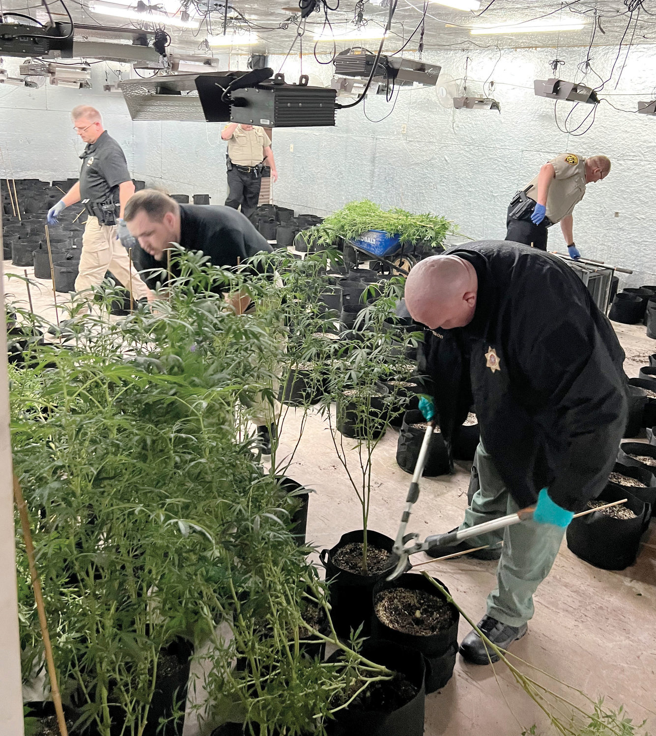 Sheriff’s staff burns illegal grow operation Purcell Register